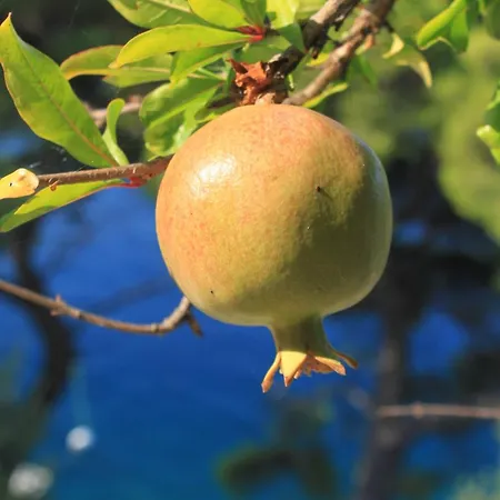 By The Sea Ubli, - 16599 * Lastovo