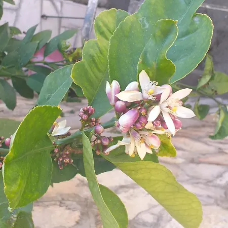 By The Sea Ubli, - 16599 Lastovo