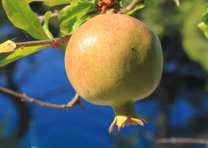 By The Sea Ubli, - 16599 * Lastovo