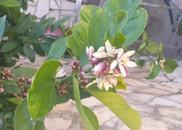 By The Sea Ubli, - 16599 Lastovo